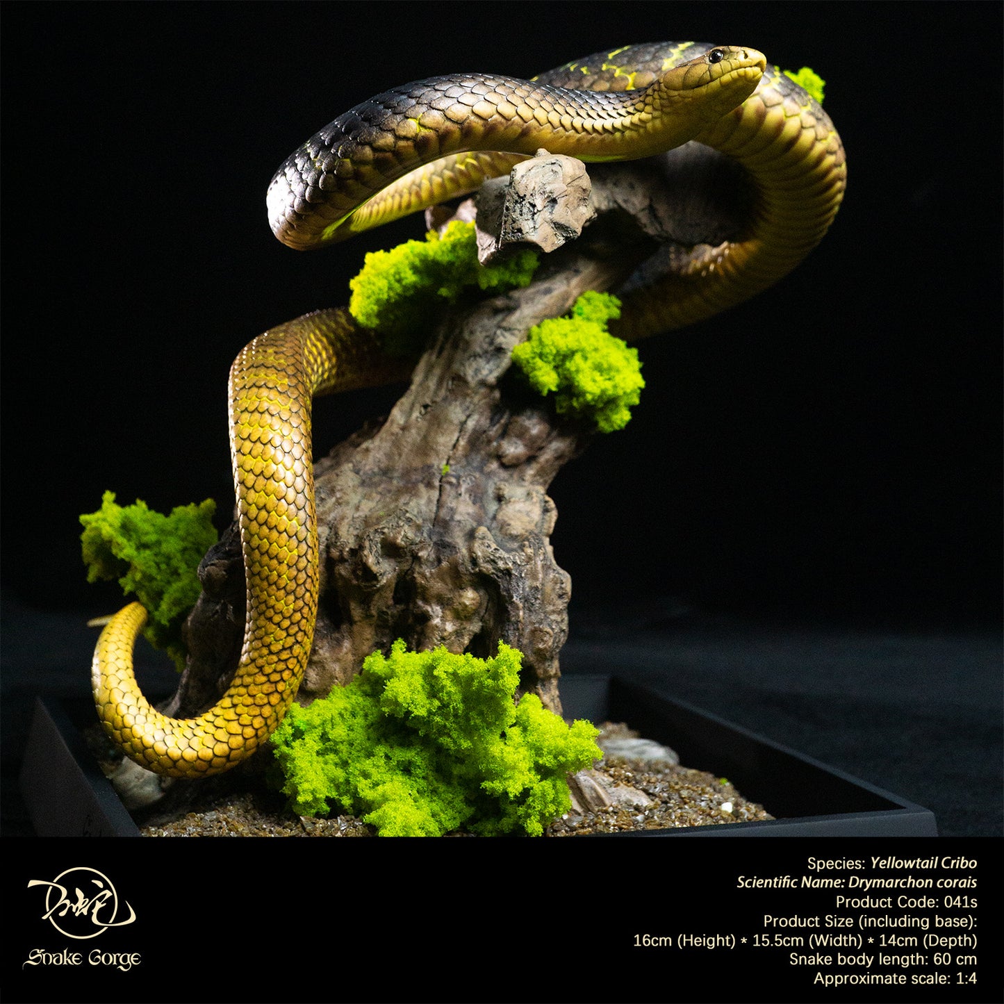 Yellowtail Cribo/ Drymarchon corais Resin Model