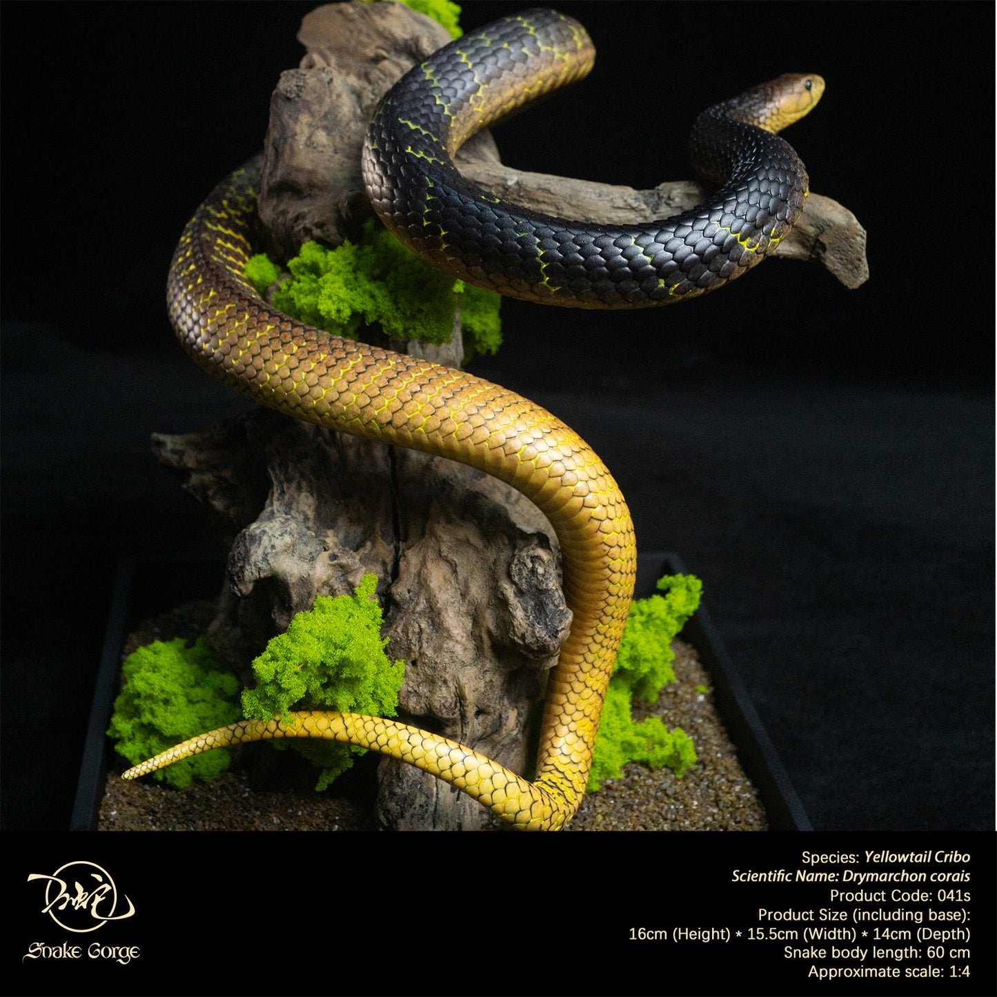 Yellowtail Cribo/ Drymarchon corais Resin Model