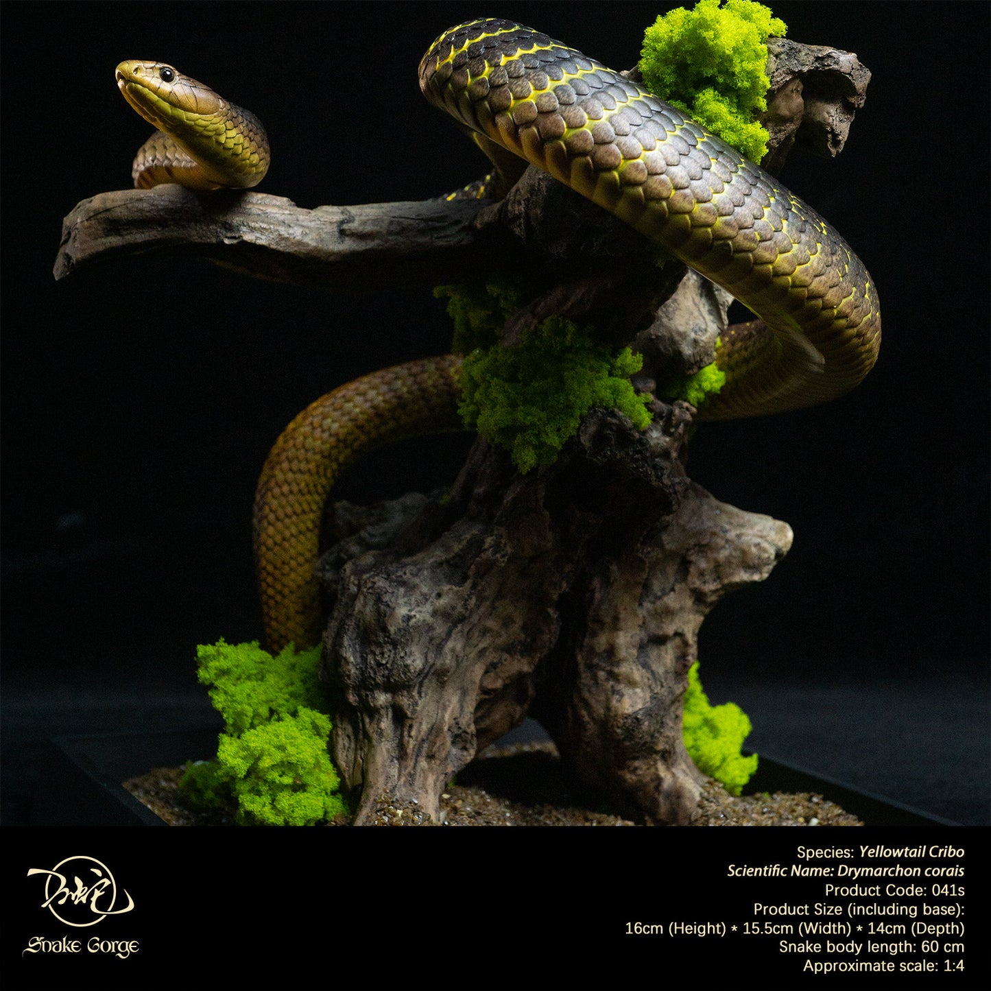 Yellowtail Cribo/ Drymarchon corais Resin Model