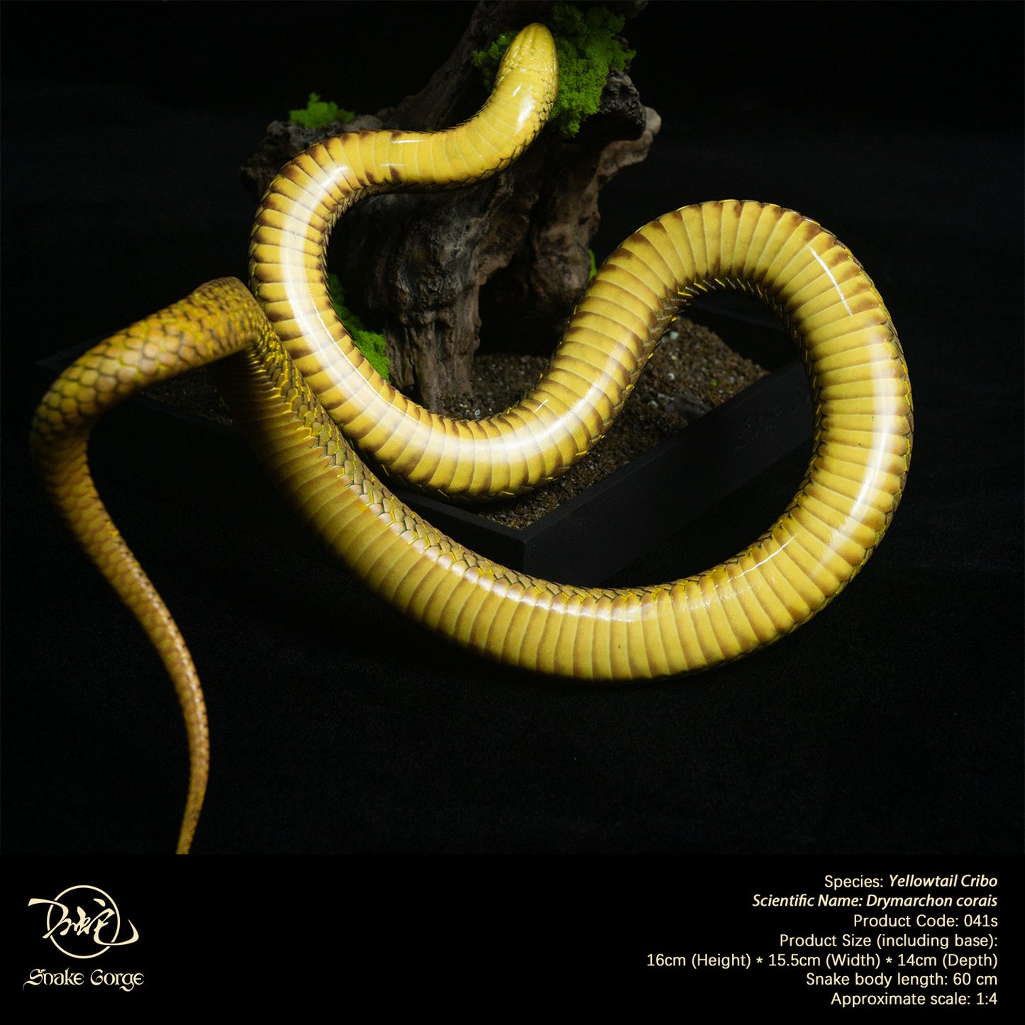 Yellowtail Cribo/ Drymarchon corais Resin Model