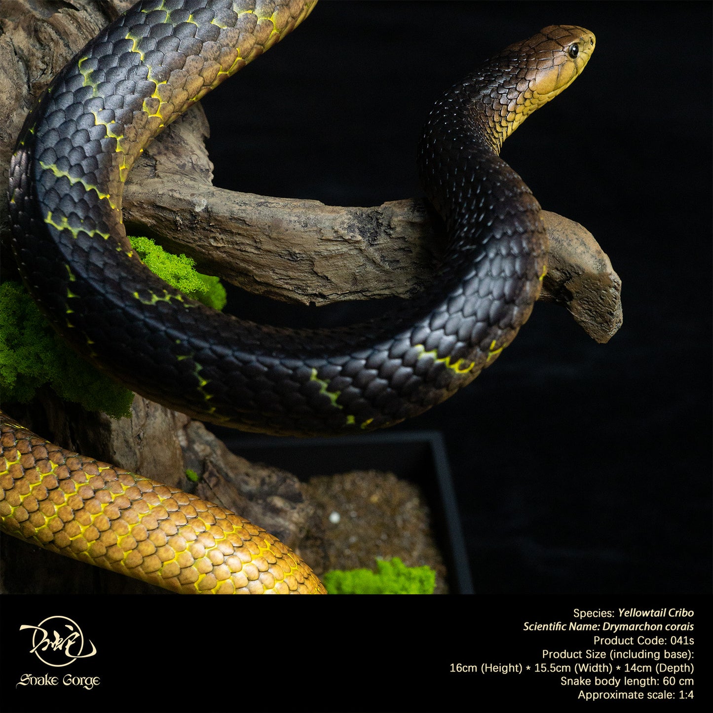 Yellowtail Cribo/ Drymarchon corais Resin Model