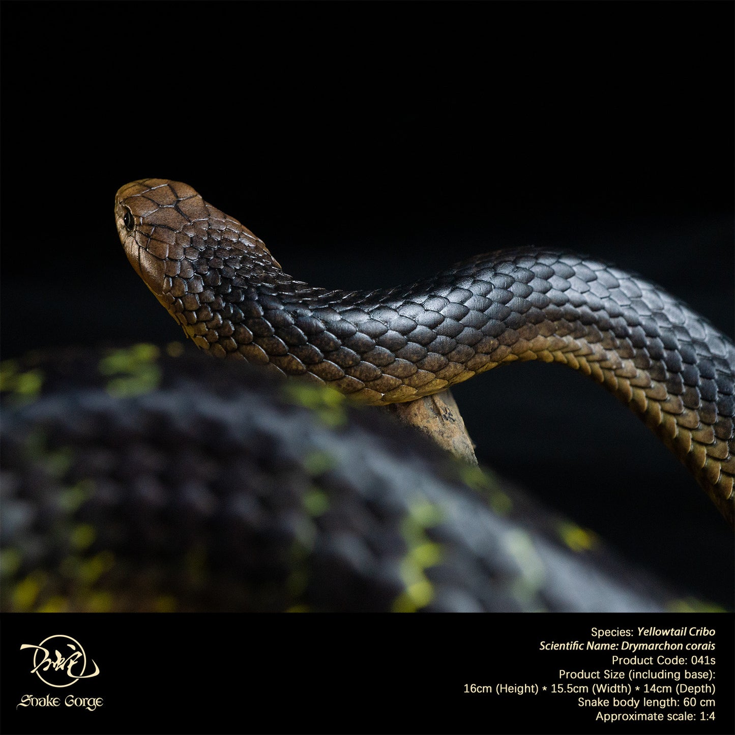 Yellowtail Cribo/ Drymarchon corais Resin Model