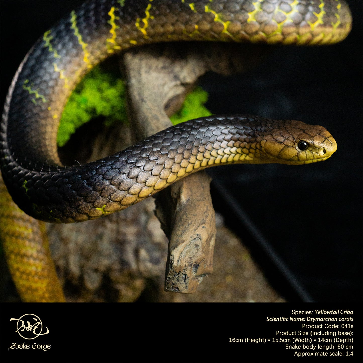 Yellowtail Cribo/ Drymarchon corais Resin Model