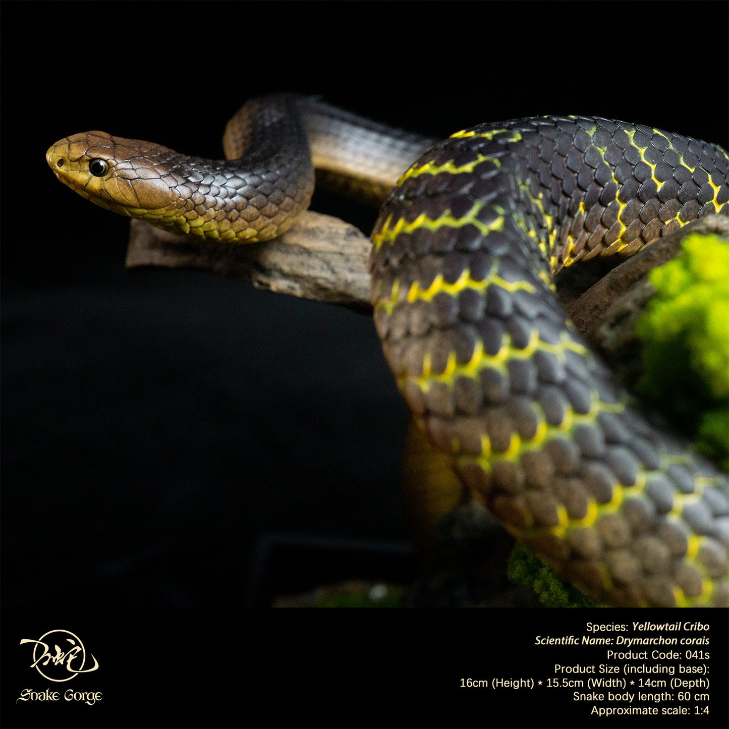 Yellowtail Cribo/ Drymarchon corais Resin Model