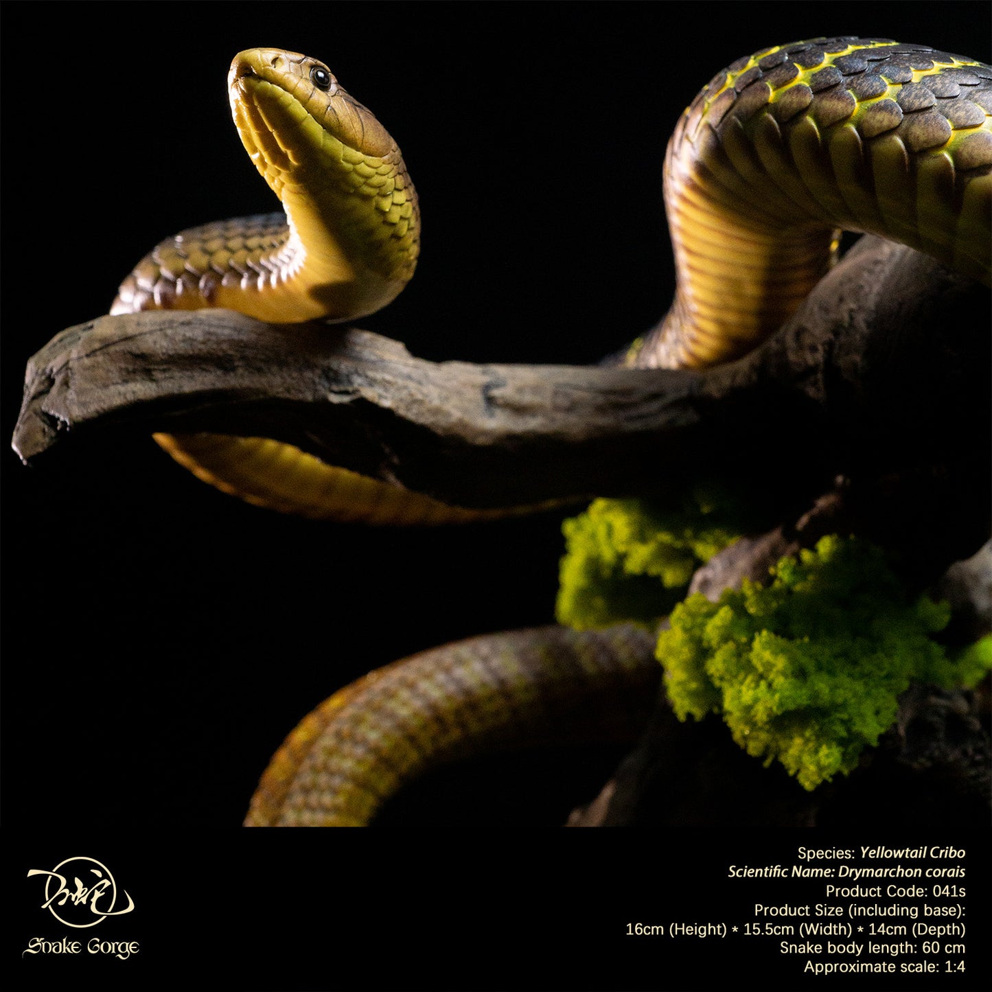 Yellowtail Cribo/ Drymarchon corais Resin Model