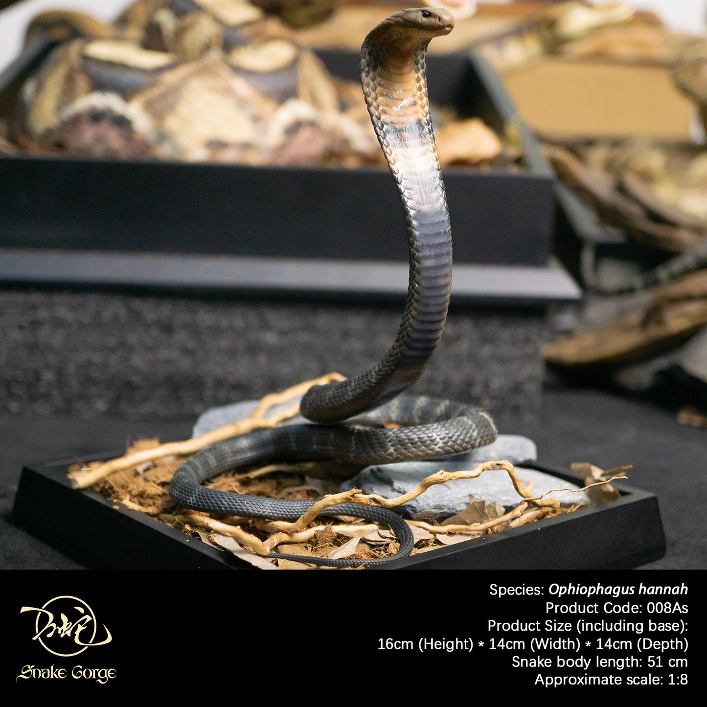 Northern King Cobra/Ophiophagus hannah Resin Model
