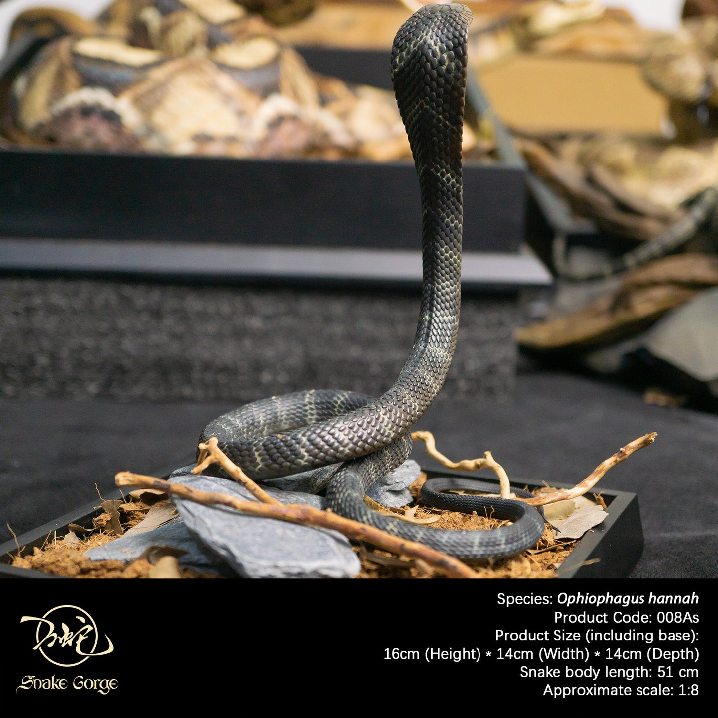 Northern King Cobra/Ophiophagus hannah Resin Model