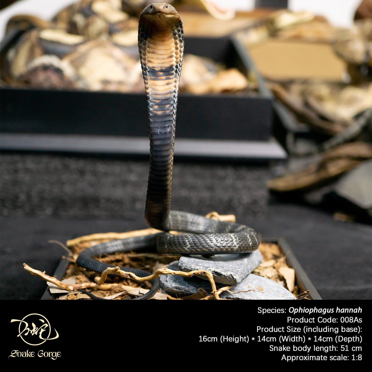 Northern King Cobra/Ophiophagus hannah Resin Model