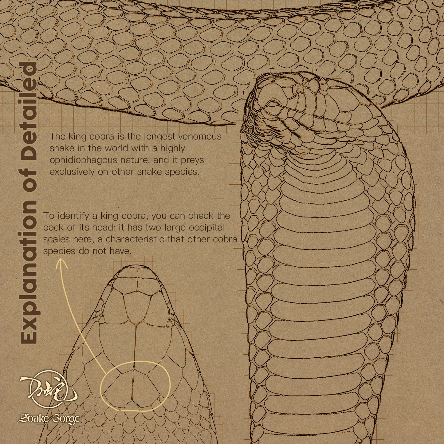Northern King Cobra/Ophiophagus hannah Resin Model