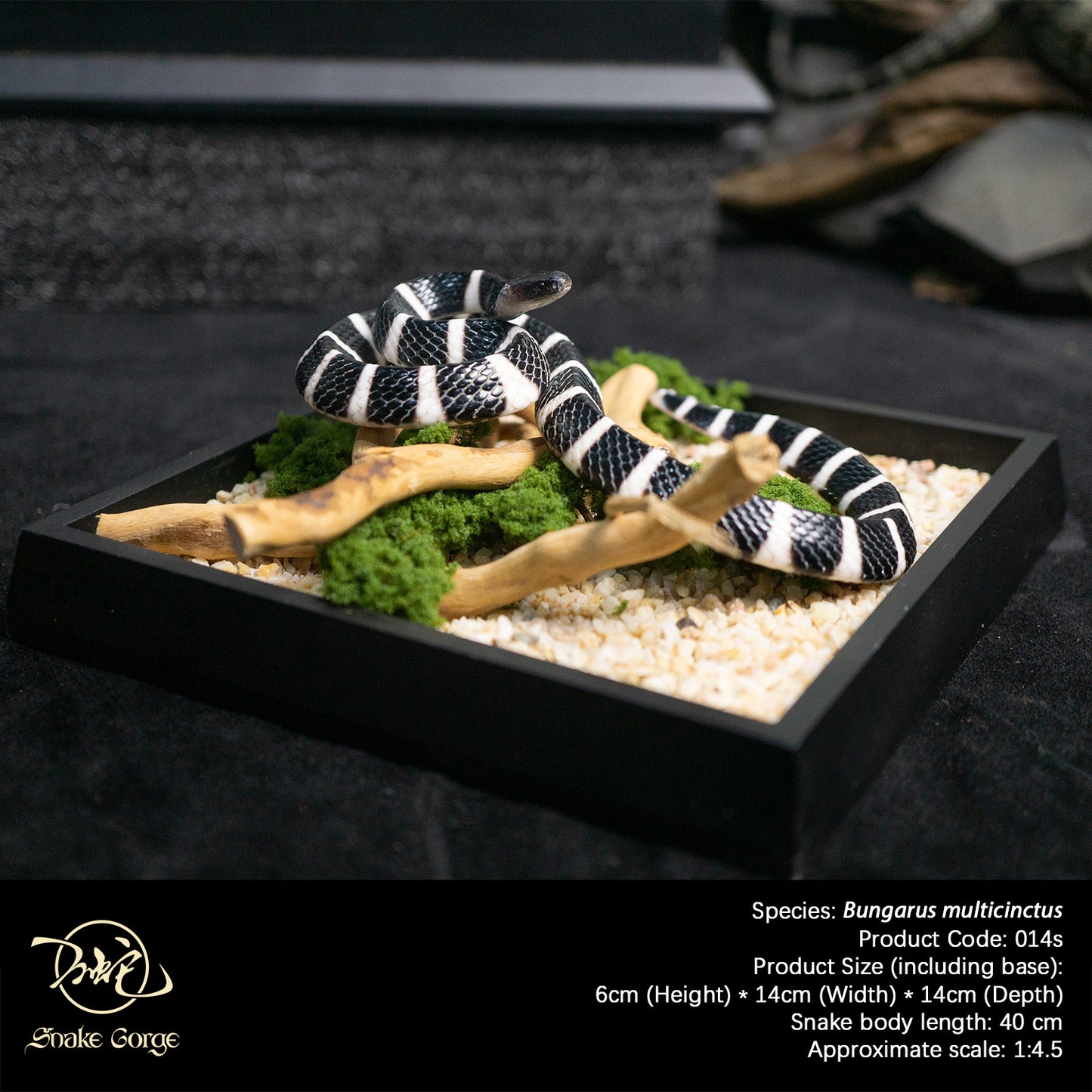 Banded Krait / Bungarus multicinctus Resin Model