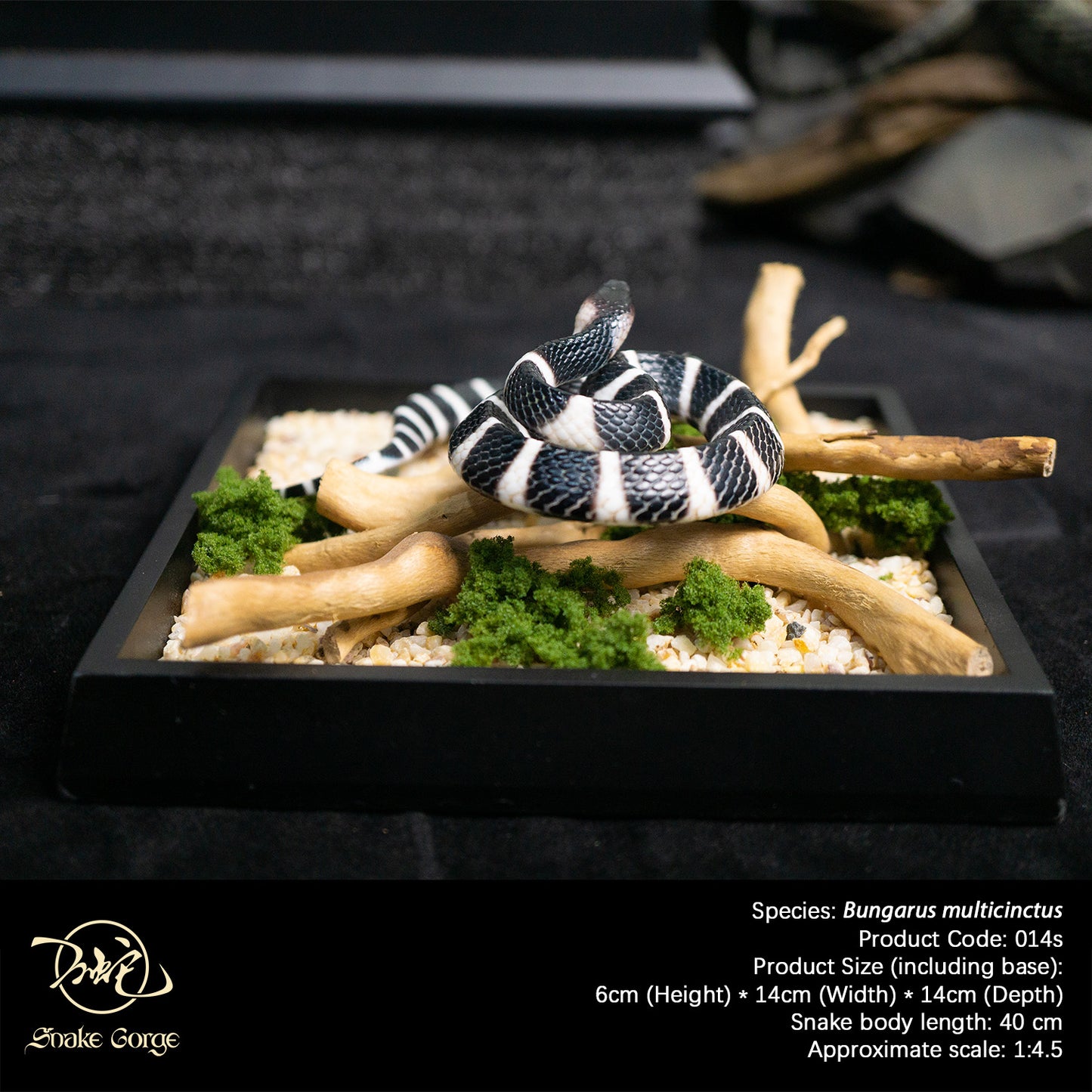 Banded Krait / Bungarus multicinctus Resin Model