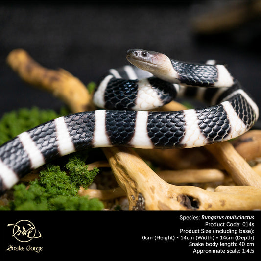 Banded Krait / Bungarus multicinctus Resin Model