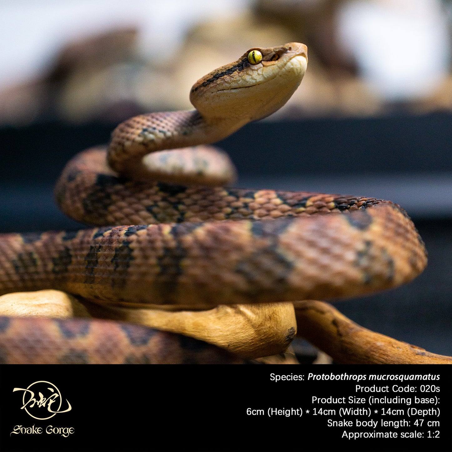 Pointed-scaled Pit Viper / Protobothrops mucrosquamatus Resin Model