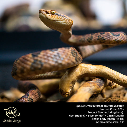 Pointed-scaled Pit Viper / Protobothrops mucrosquamatus Resin Model