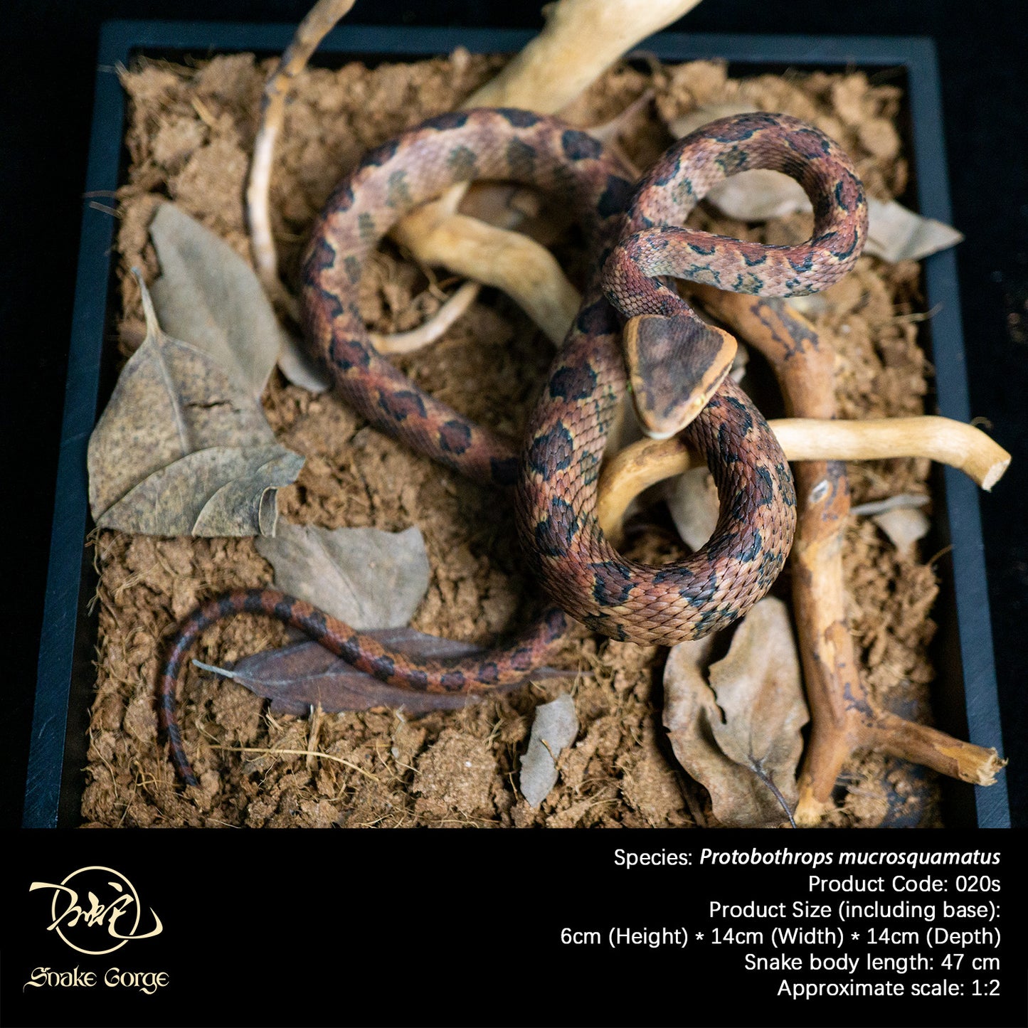 Pointed-scaled Pit Viper / Protobothrops mucrosquamatus Resin Model