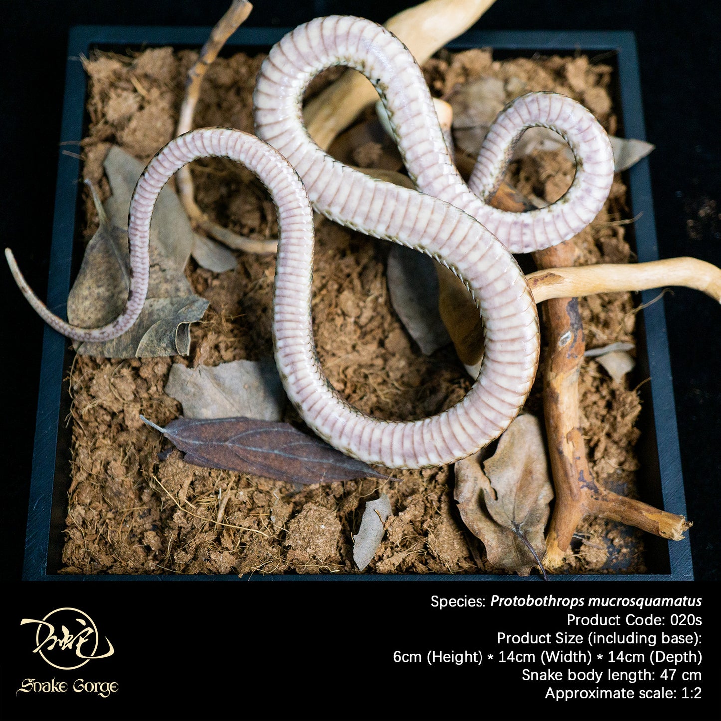 Pointed-scaled Pit Viper / Protobothrops mucrosquamatus Resin Model