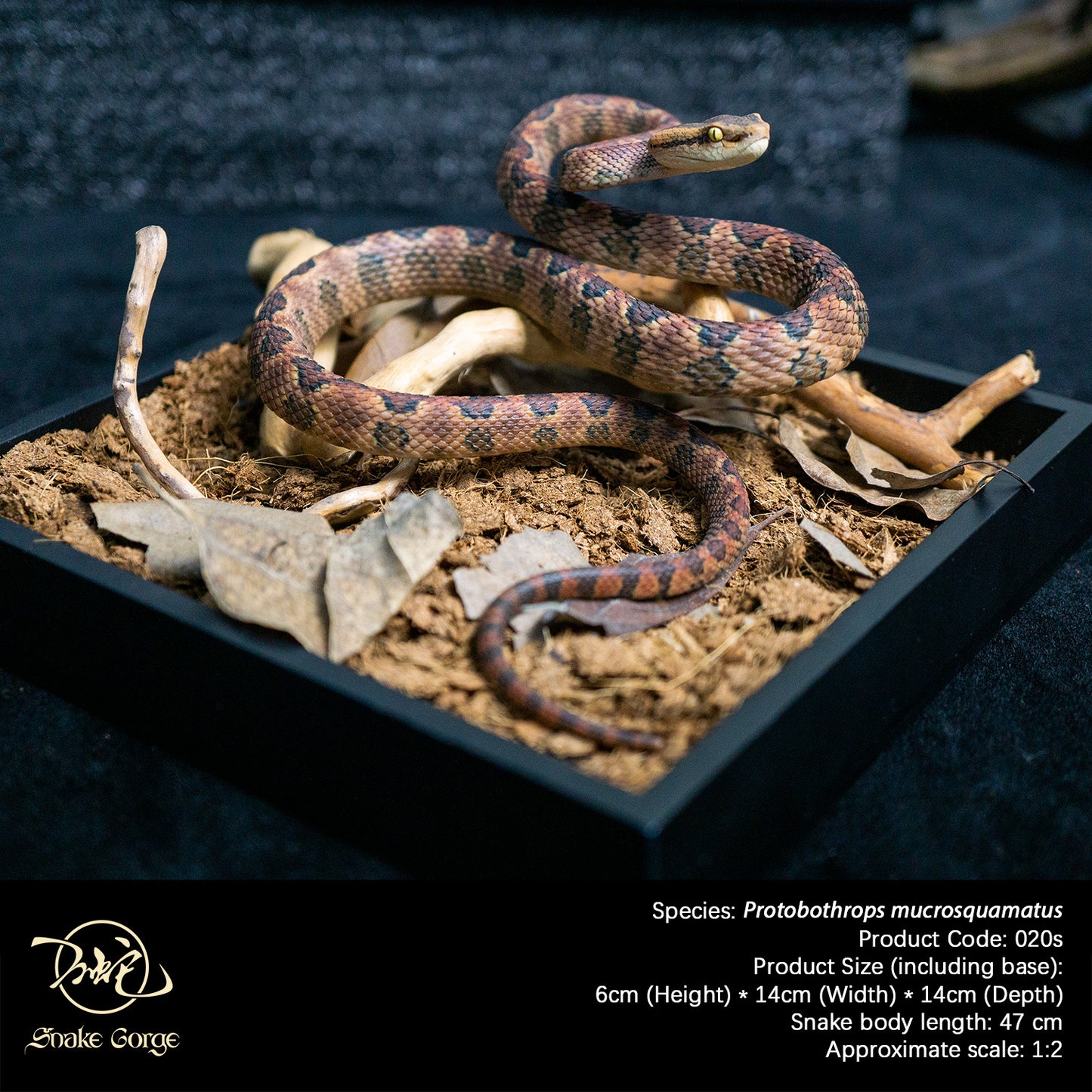 Pointed-scaled Pit Viper / Protobothrops mucrosquamatus Resin Model