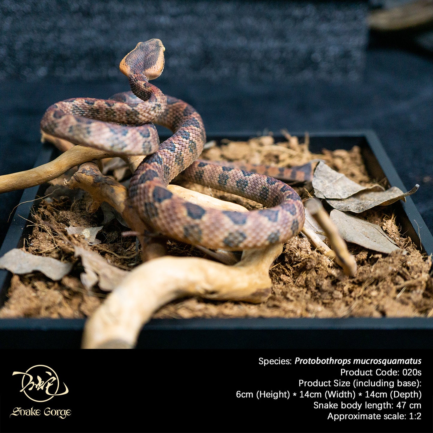Pointed-scaled Pit Viper / Protobothrops mucrosquamatus Resin Model