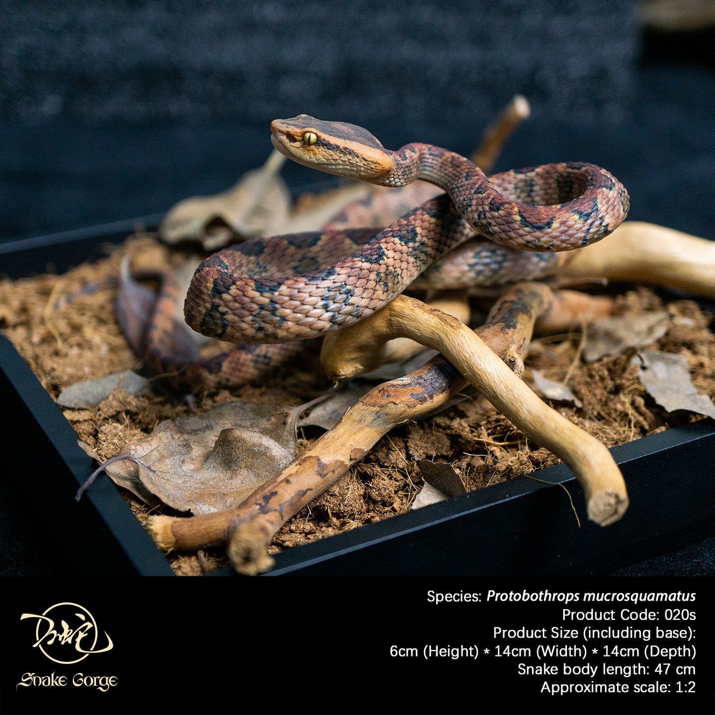 Pointed-scaled Pit Viper / Protobothrops mucrosquamatus Resin Model