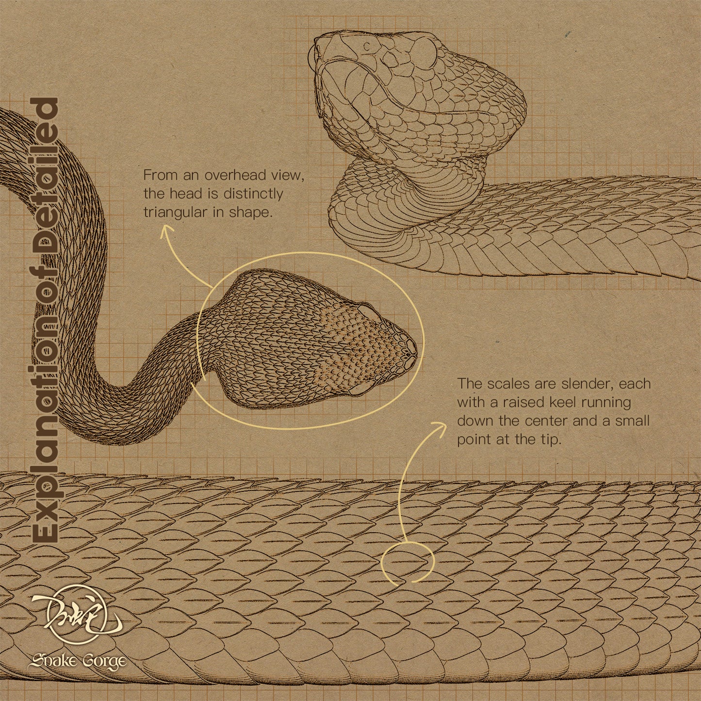 Pointed-scaled Pit Viper / Protobothrops mucrosquamatus Resin Model
