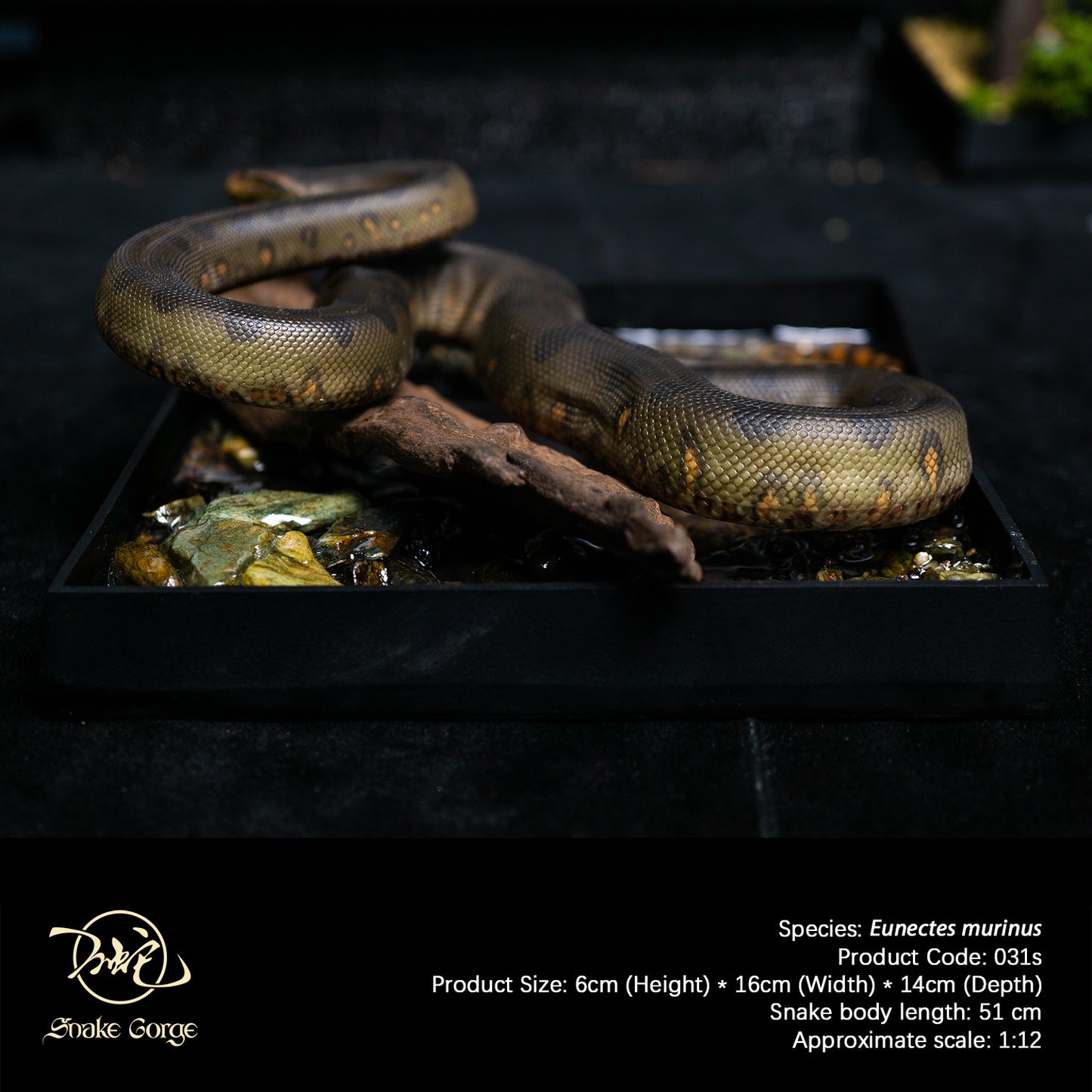 Green Anaconda/Eunectes murinus Resin Model