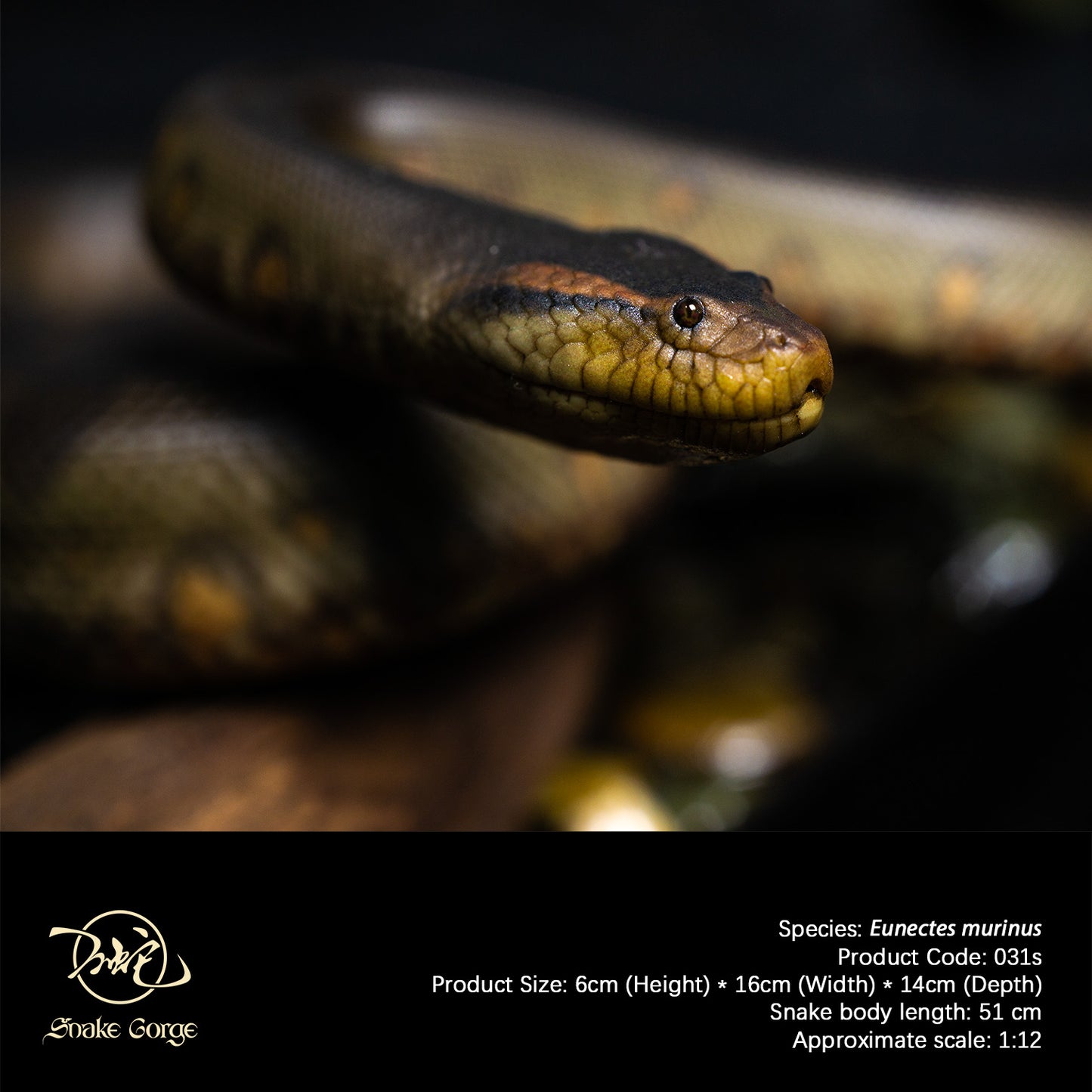 Green Anaconda/Eunectes murinus Resin Model
