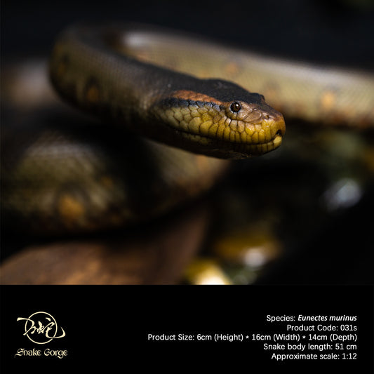 Green Anaconda/Eunectes murinus Resin Model
