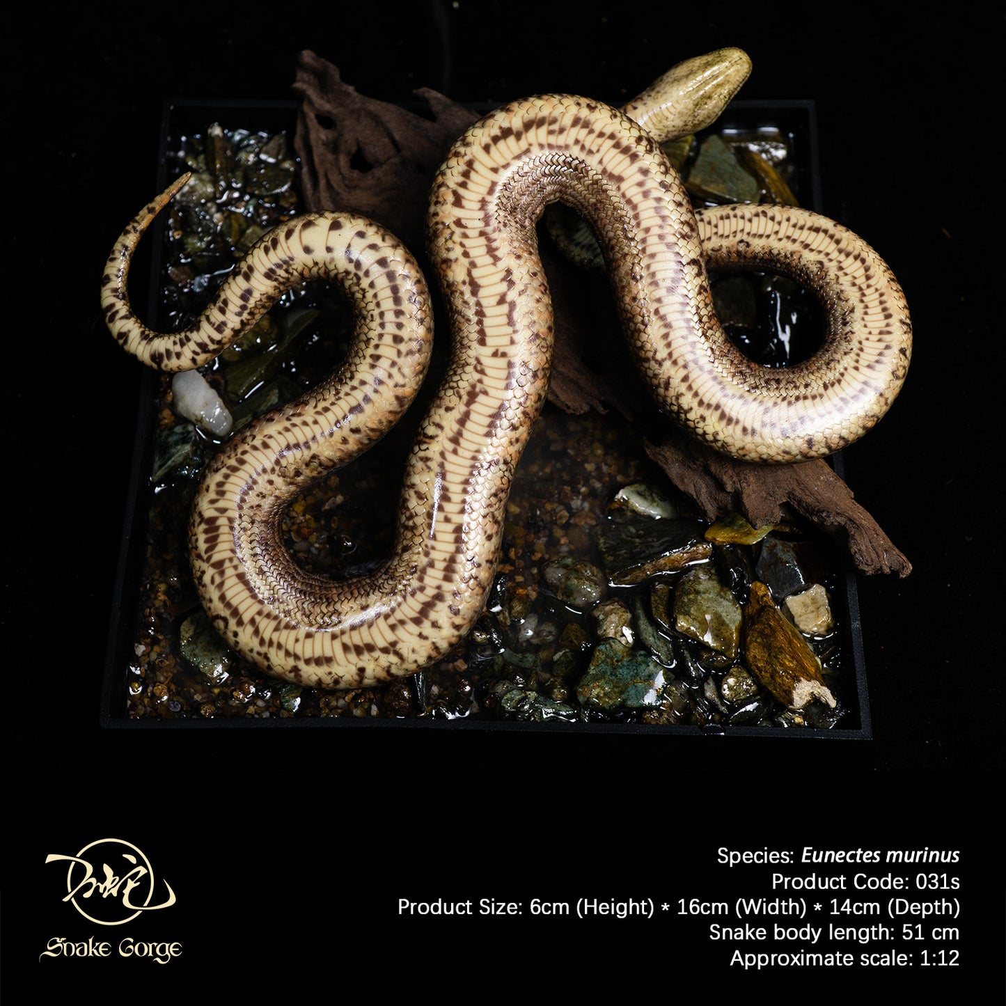 Green Anaconda/Eunectes murinus Resin Model