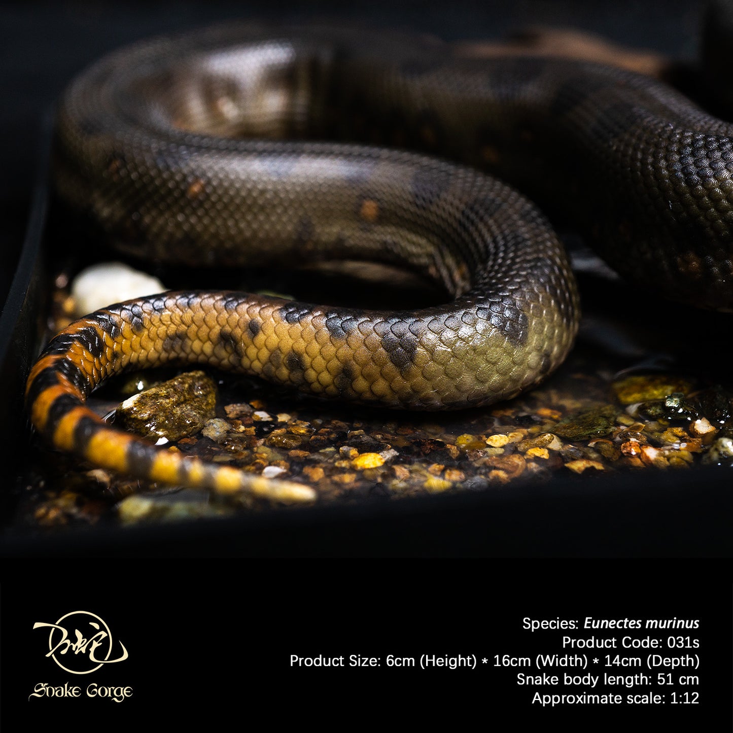 Green Anaconda/Eunectes murinus Resin Model